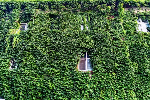 facade of a house overgrown with decorative creeping plants.