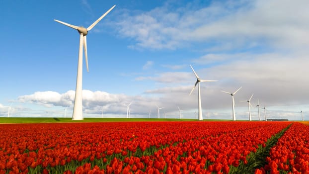 A vibrant field of red tulips dances in the wind, with windmill turbines generating green carbon neutral energy electricity in the Noordoostpolder Netherlands