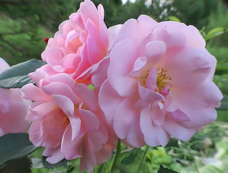A vibrant pink garden rose stands out gracefully against the soft green smudges in the background, creating a captivating and soothing scene.
