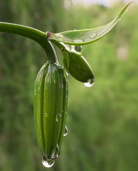 A delicate lily flower bud adorned with glistening water droplets, eagerly waiting to unfold its beauty and grace to the world.