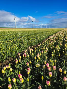 Colorful tulips sway in the wind as majestic windmills tower in the background, painting a serene picture of the Dutch countryside in spring.