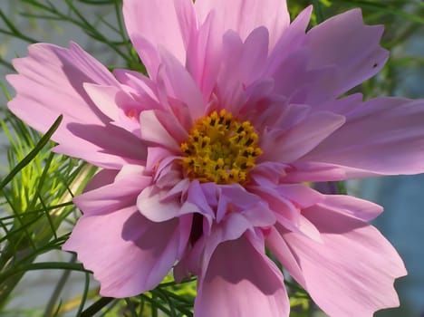 In this close-up shot, a vibrant pink flower takes center stage, revealing its delicate petals and intricate details, a stunning display of nature's beauty.