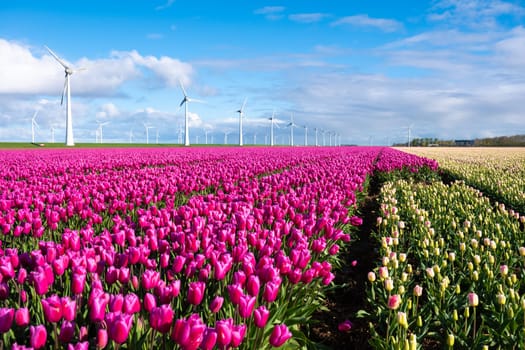 A vibrant field of purple tulips sways gracefully in the wind alongside windmills during the spring season in the Netherlands. windmill turbines in Spring