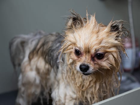 Cute dog pomeranian soaped with shampoo in the grooming salon