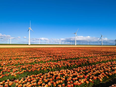 A mesmerizing field of vibrant tulips stretches out before majestic windmills, with their blades gracefully turning in the spring breeze windmill turbines in the Noordoostpolder Netherlands