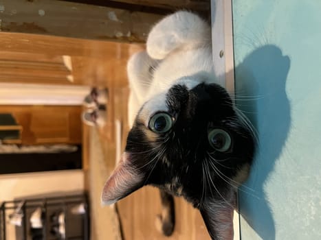 A cute and funny calico cat with wide eyes playfully hangs upside down on a door frame with its paws outstretched.