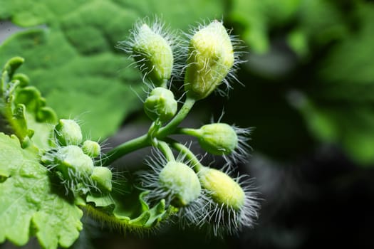 Several small, round, white flower buds covered in white hairs grow on a green plant stem with green leaves.