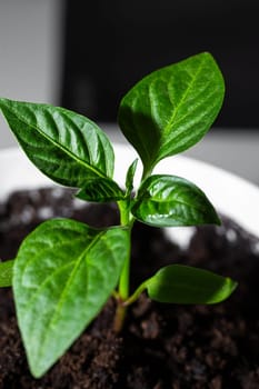 a sprouted Bulgarian feather plant in a white pot on a solid black background