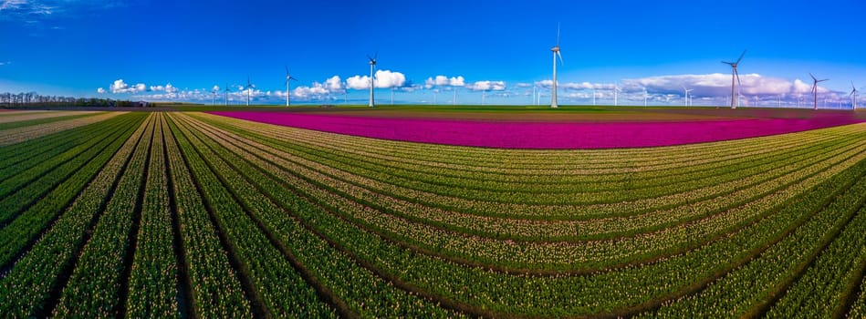 windmill park with spring flowers and a blue sky, windmill park in the Netherlands aerial view with wind turbine and tulip flower field Flevoland Netherlands, energy transition, panorama