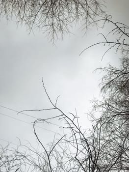 A dramatic and atmospheric image of a dark, moody sky seen through tangled, skeletal tree branches in silhouette.