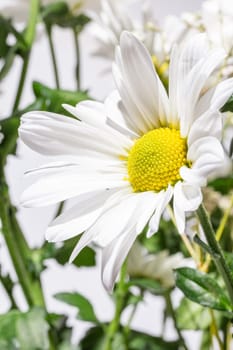 A stunning white daisy flower in full bloom set against a clean white background, exuding purity and elegance.