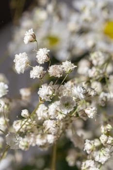 Delicate white gypsophila flowers in close-up on a background of flowers.