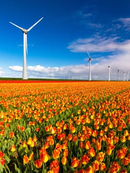 windmill park with spring flowers and a blue sky, windmill park in the Netherlands, eco friendly energy suply