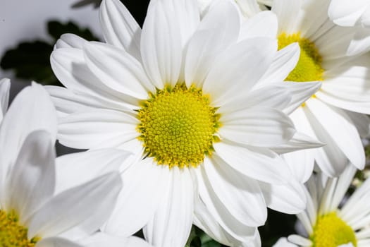 A stunning white daisy flower in full bloom set against a clean white background, exuding purity and elegance.