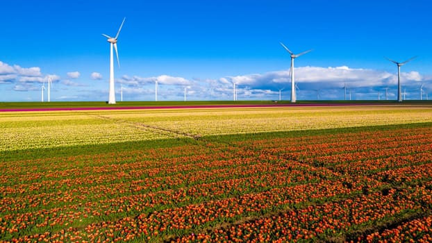 windmill park with spring flowers and a blue sky, windmill park in the Netherlands aerial view with wind turbine and tulip flower field Flevoland Netherlands, drone view from above