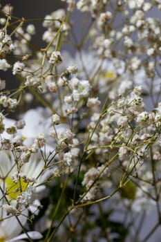 A beautiful macro shot of a white babys breath flower, capturing its intricate details and delicate petals.