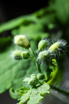 Several small, round, white flower buds covered in white hairs grow on a green plant stem with green leaves.