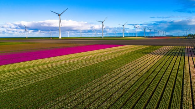 drone view at a windmill park with spring flowers and a blue sky, aerial view with wind turbine and tulip flower field Flevoland Netherlands, Green energy, energy transition