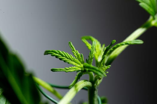 a young green cannabis sprout on a branch.