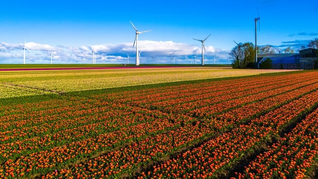 windmill park with spring flowers and a blue sky, windmill park in the Netherlands aerial view with wind turbine and tulip flower field Flevoland Netherlands, Green energy, energy transition