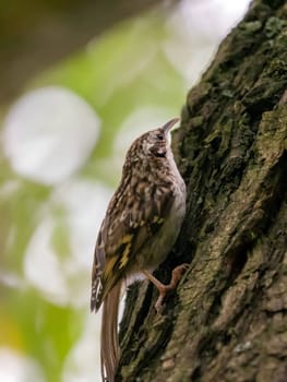 The Short-toed Treecreeper perches skillfully on a tree trunk, its slender body and pointed bill perfectly adapted for climbing.