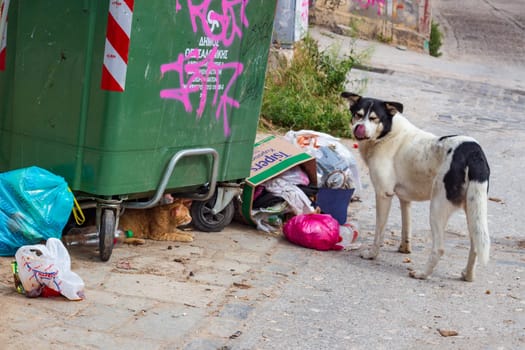 Witness the heartrending scene as a resilient stray dog scours for sustenance near a trash bin, while a sheltered cat seeks solace underneath