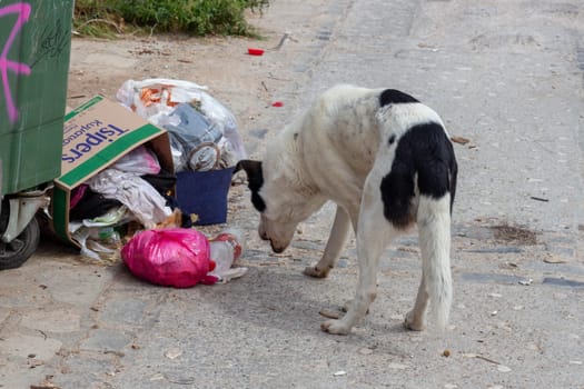 Witness the heartrending scene as a resilient stray dog scours for sustenance near a trash bin, while a sheltered cat seeks solace underneath