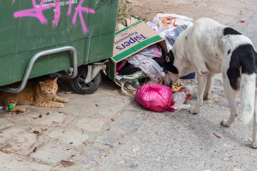 Witness the heartrending scene as a resilient stray dog scours for sustenance near a trash bin, while a sheltered cat seeks solace underneath