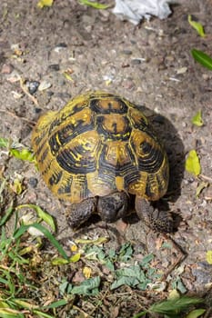 Witness the serene presence of a tortoise, gracefully embodying its natural habitat with timeless elegance and tranquil majesty, symbolizing serenity and the ongoing efforts in wildlife conservation