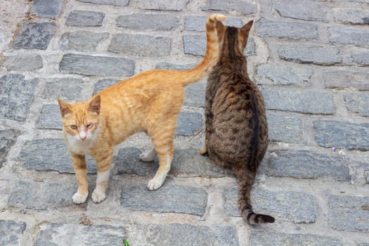 Meet the charming duo of urban street cats, one adorned in vibrant orange fur while the other sports a striking striped coat of gray and white, exemplifying the resilient spirit of city-dwelling felines