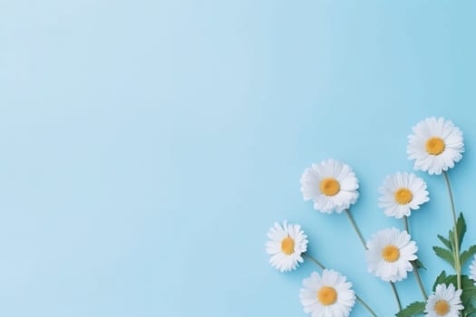 Banner: White daisies on blue background. Flat lay, top view, copy space