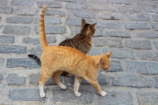 Meet the charming duo of urban street cats, one adorned in vibrant orange fur while the other sports a striking striped coat of gray and white, exemplifying the resilient spirit of city-dwelling felines