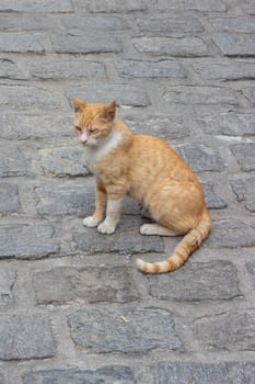 Meet a remarkable half-blind stray cat, showcasing resilience and warmth in its vibrant orange fur despite life's challenges