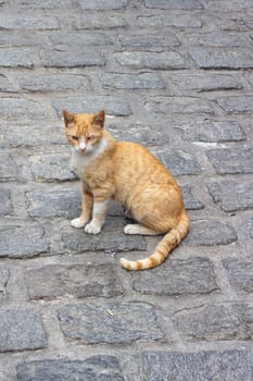 Meet a remarkable half-blind stray cat, showcasing resilience and warmth in its vibrant orange fur despite life's challenges