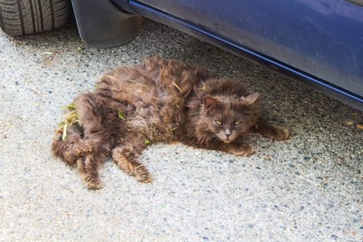 A curious cat, dusty and nestled beneath a car, adorned with remnants of plant treasures, embodies the spirit of feline exploration amidst urban and natural worlds