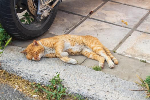 Experience the serene sight of street cats lounging and basking in urban tranquility, epitomizing the calm and contentment found amidst city streets