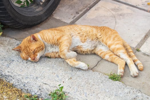 Experience the serene sight of street cats lounging and basking in urban tranquility, epitomizing the calm and contentment found amidst city streets