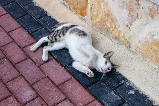 Experience the serene sight of street cats lounging and basking in urban tranquility, epitomizing the calm and contentment found amidst city streets