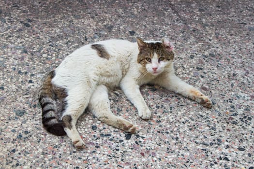 Experience the serene sight of street cats lounging and basking in urban tranquility, epitomizing the calm and contentment found amidst city streets