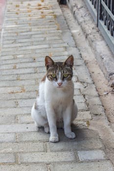 Explore the lives of street cats, resilient urban wanderers navigating the concrete jungle with grace and independence