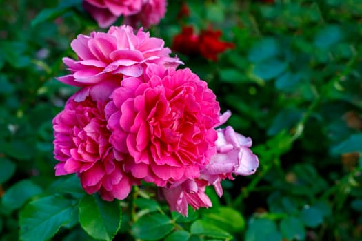 Beauty pink roses in the garden in a blurred background.