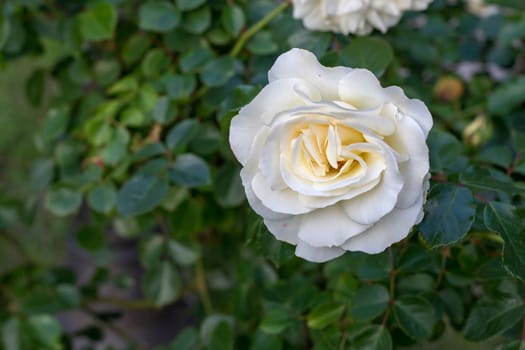 View from above of a beauty white rose with a blurred background.