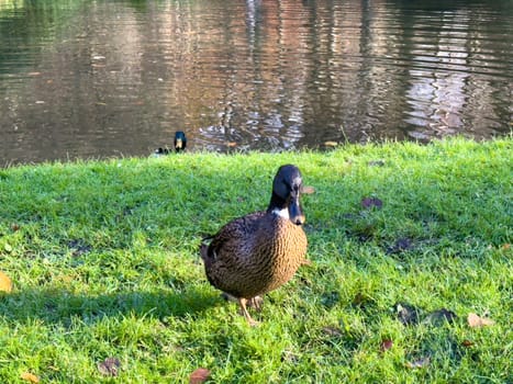 Europen mallard duck standing on the grass, next to the lake