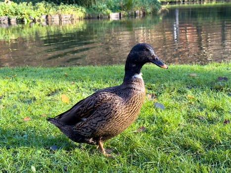 Europen mallard duck standing on the grass, next to the lake