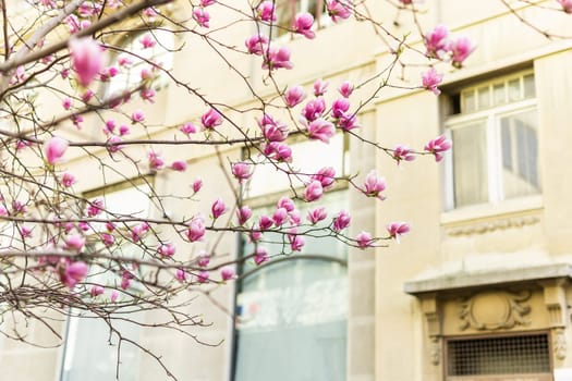 Blooming pink magnolias on the streets and in the courtyards of houses. Magnolia tree with pink flowers.