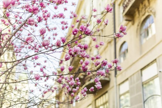 Blooming pink magnolias on the streets and in the courtyards of houses. Magnolia tree with pink flowers.