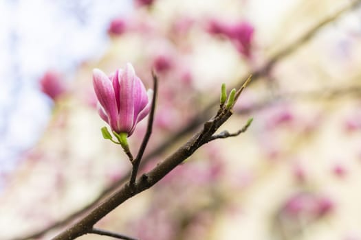Beautiful blooming magnolia tree flower in the garden. Spring bloom time.