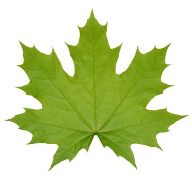 Green Norway maple leaf on isolated background, close up