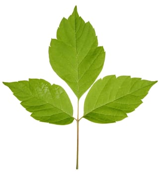 Green leaves of Acer maple, or American maple, on an isolated background, close up