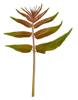 Branches with leaves of Tree of heaven on an isolated background, top view